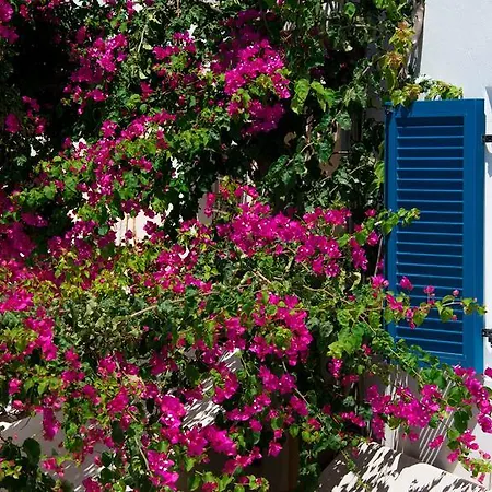 Petini's Place